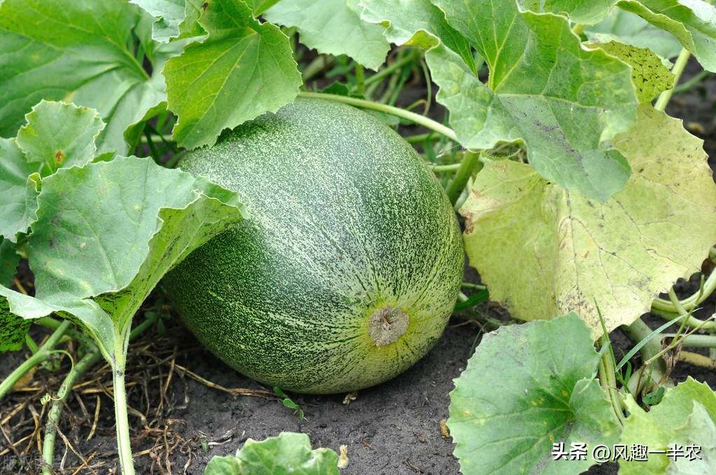 種植絲瓜、南瓜最忌怕哪些施肥方法？如何施肥才高產(chǎn)